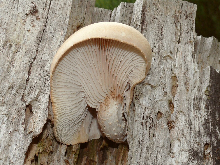 P1100044 Neolentinus lepideus cc crp